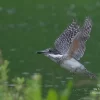 水浴びするヤマセミ