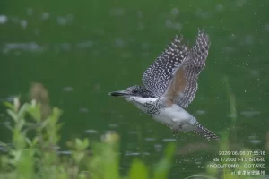 水浴びするヤマセミ