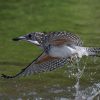 水浴びするヤマセミ