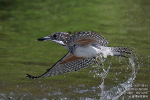 水浴びするヤマセミ