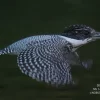 飛翔するヤマセミ