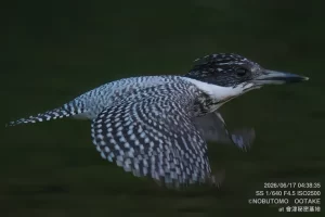 飛翔するヤマセミ