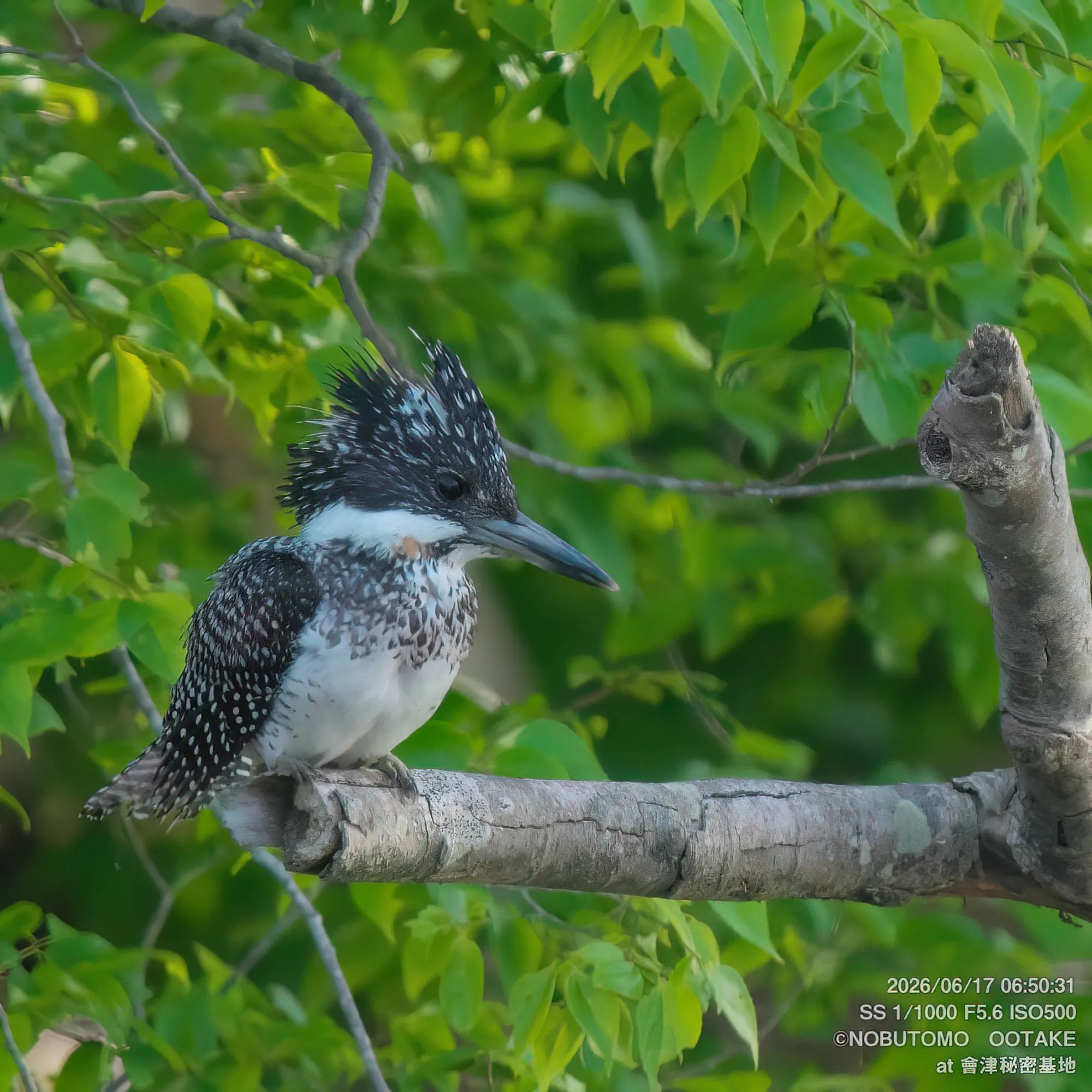 Crested Kingfisher
