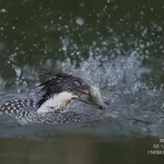 6/23のヤマセミ基地レポート　フィーバー開始！！　餌運びが頻繁に！