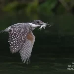 6/25のヤマセミ基地レポート　餌運びが続いています