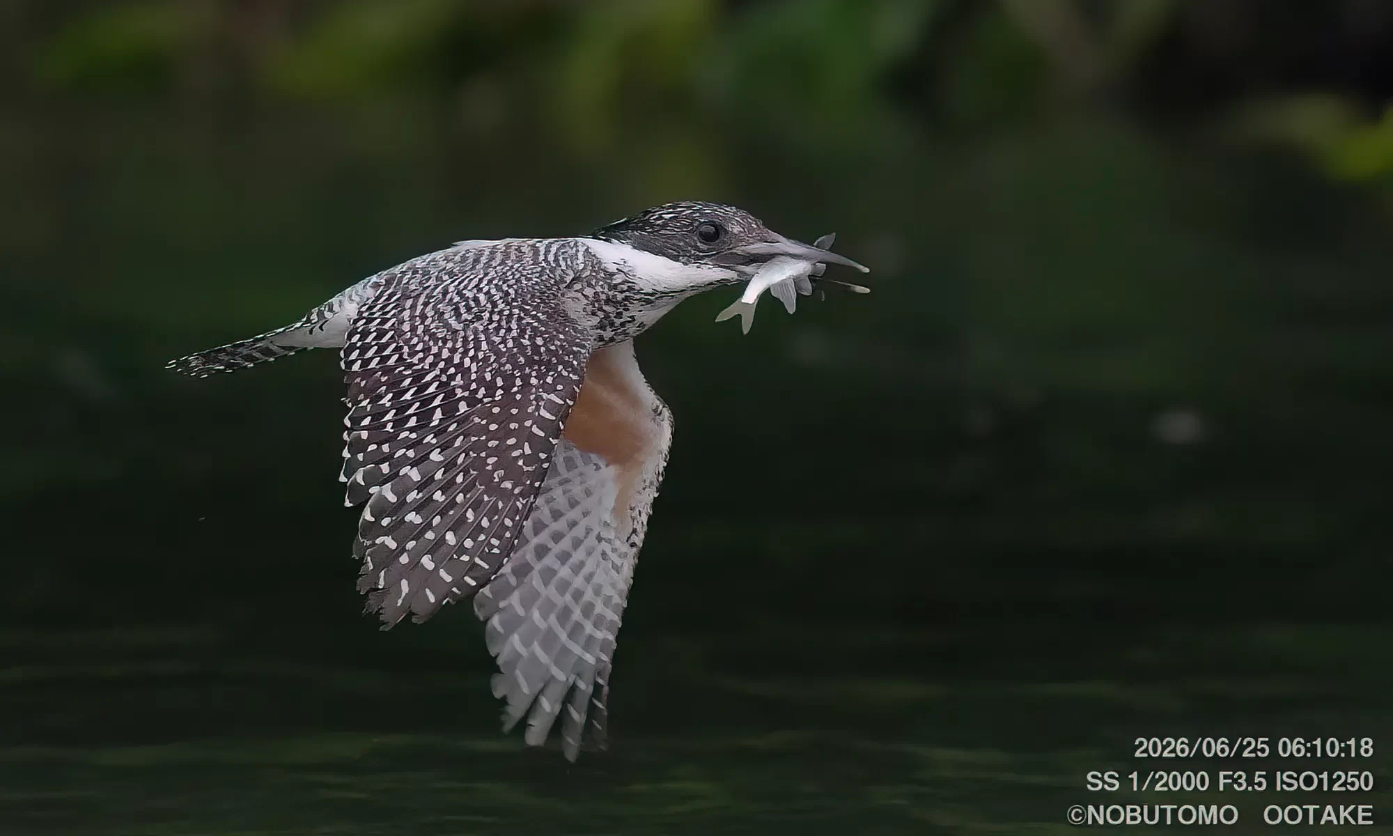 魚を咥えて飛翔するヤマセミ
