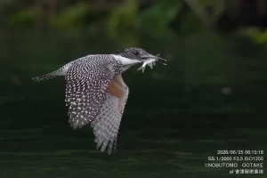魚を咥えて飛翔するヤマセミ