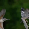 メスのヤマセミを威嚇するヤマセミのオス