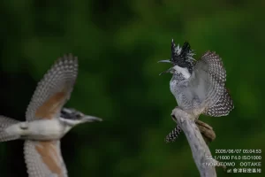 メスのヤマセミを威嚇するヤマセミのオス