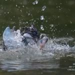 6/27のヤマセミ基地レポート 婚姻色のオイカワをハンティング成功!