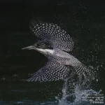 7/4のヤマセミ基地レポート 若鳥への魚運びが続き好調を維持しています