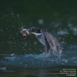 7/5のヤマセミ基地追加レポート 早朝から沢山のシャッターチャンスがありました