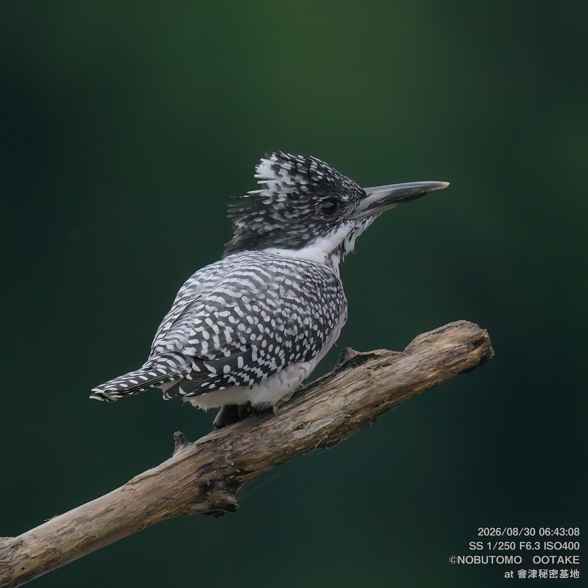 Crested Kingfisher perching on moss-covered branch, side profile