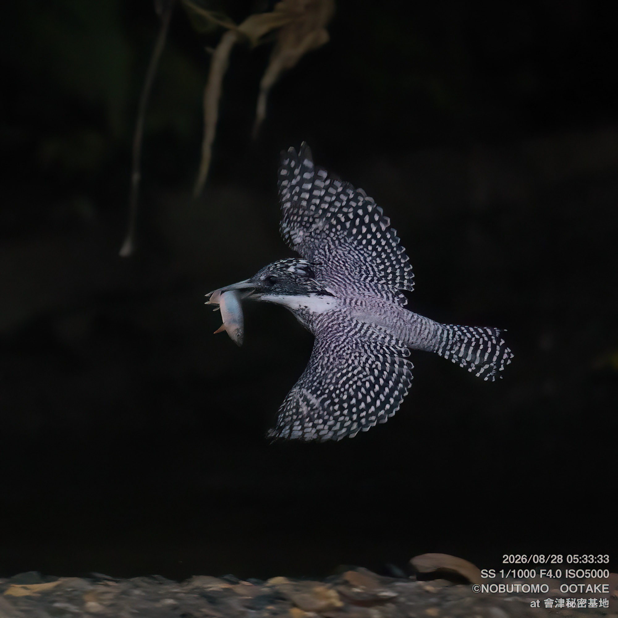 メス成鳥 オイカワ ハンティング成功 会津