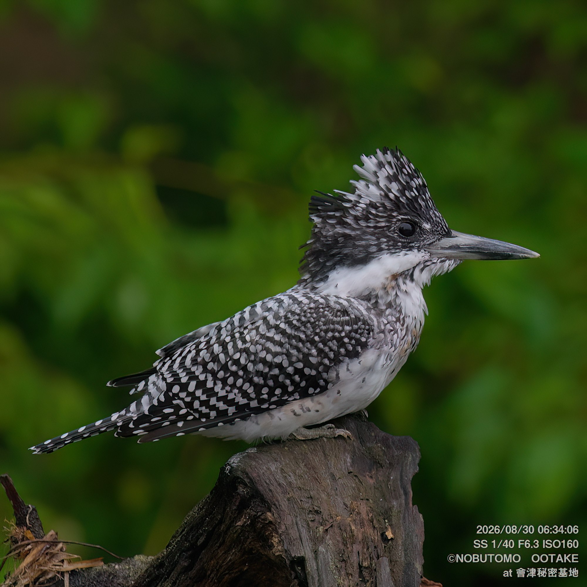 Crested Kingfisher perching on branch with crest raised, side profile