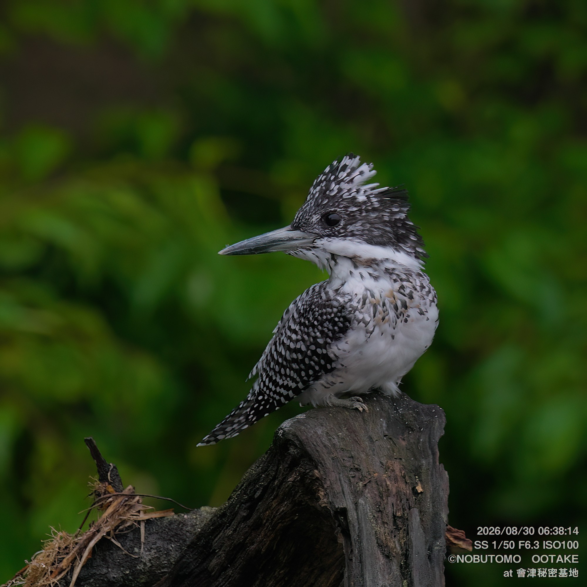 Crested Kingfisher perching quietly on a branch