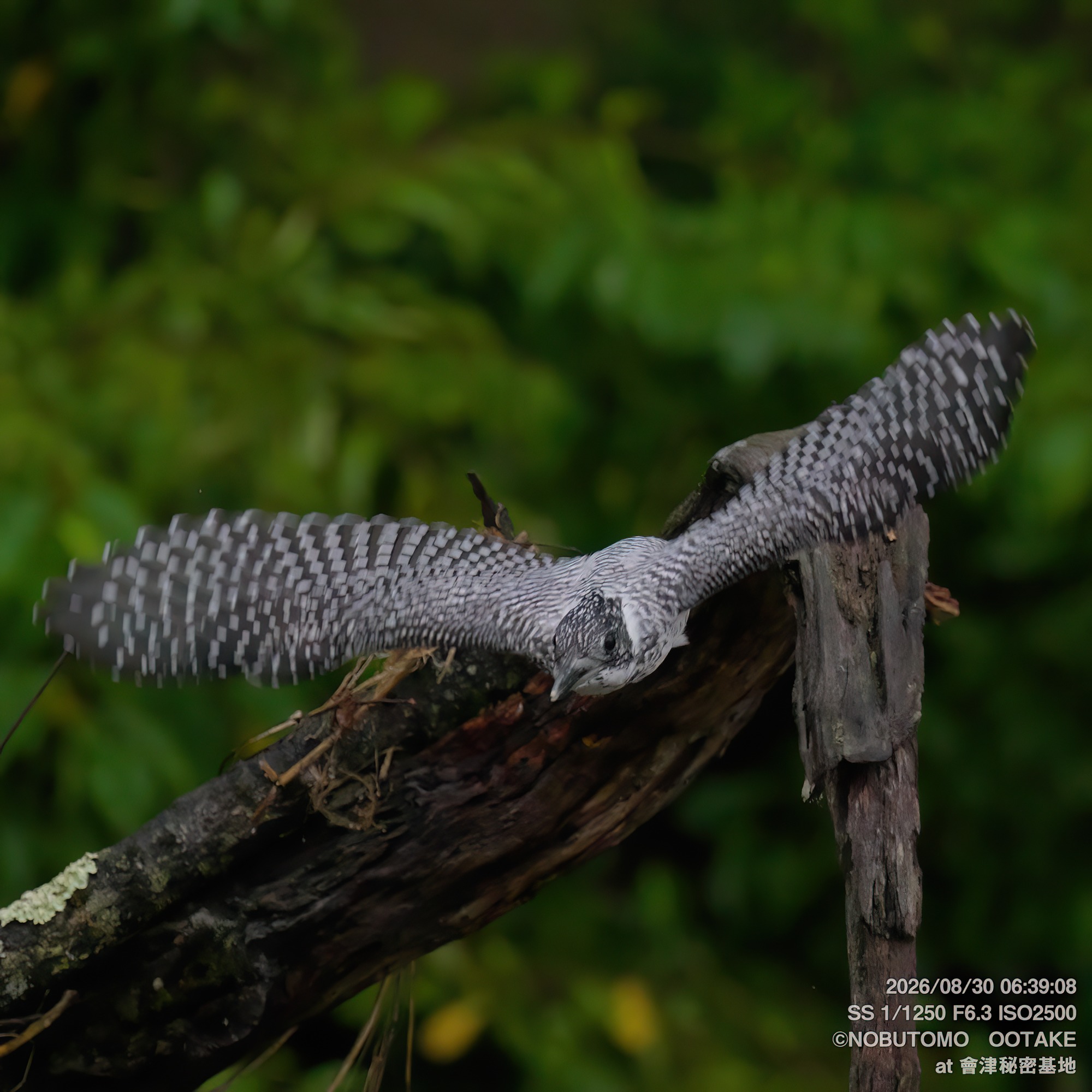 Crested Kingfisher in flight with wings fully spread