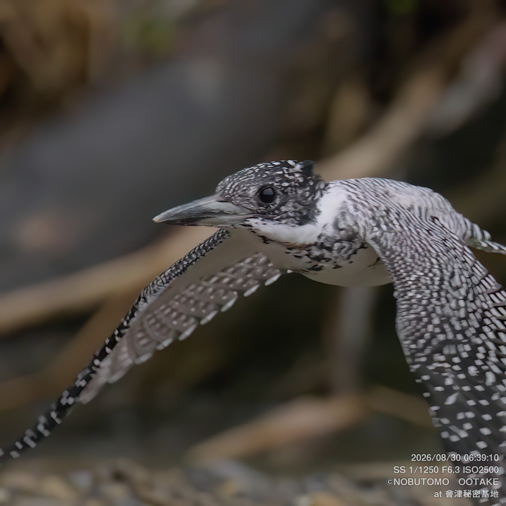 Crested Kingfisher taking flight, wings beating