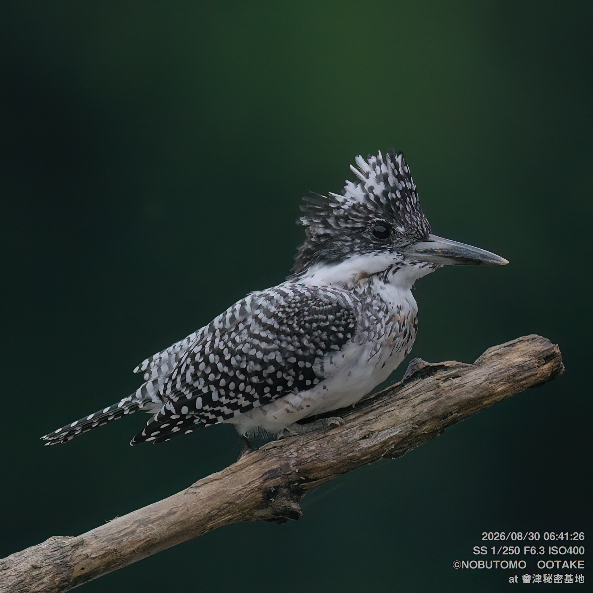 Crested Kingfisher perching on moss-covered branch, showing side profile