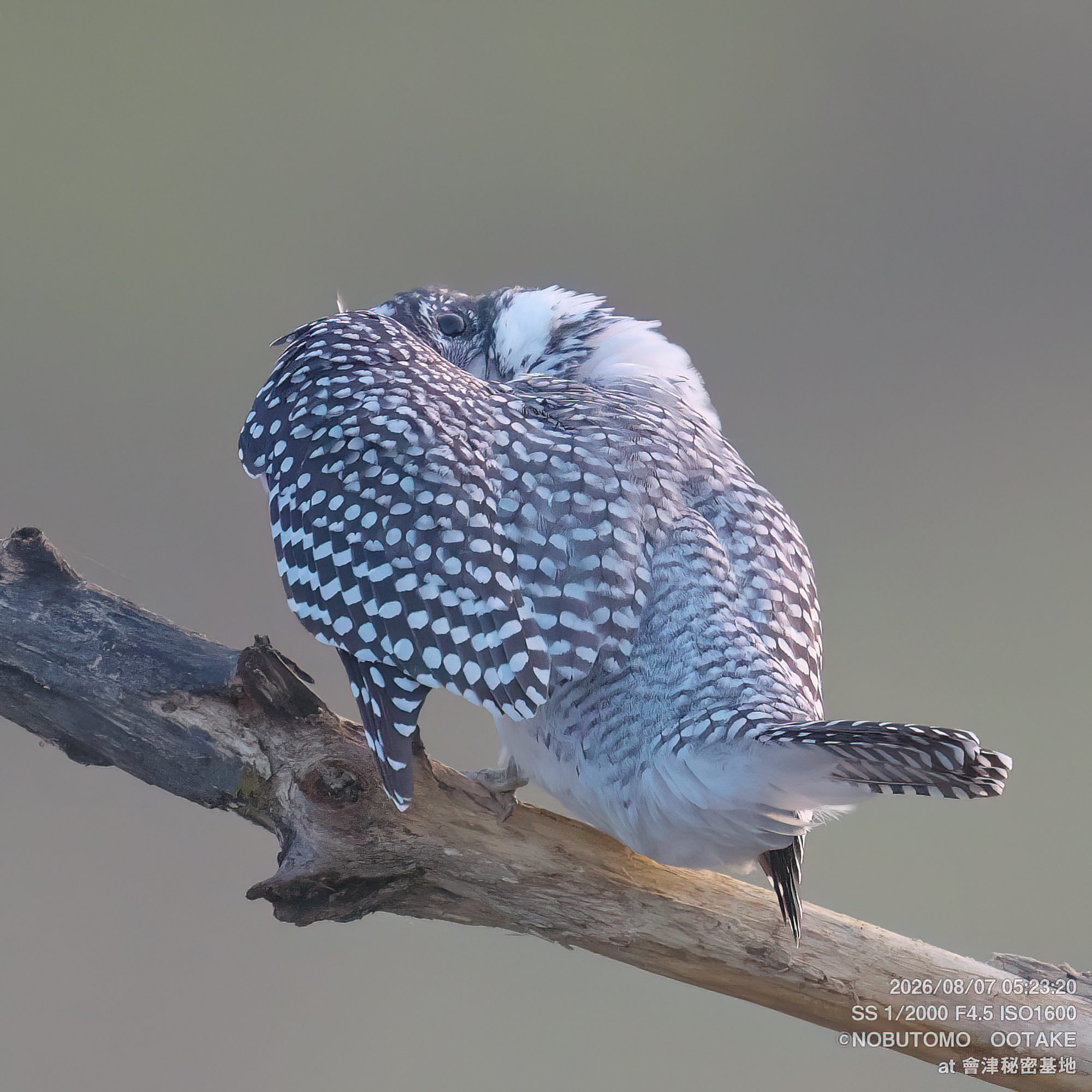 Crested Kingfisher