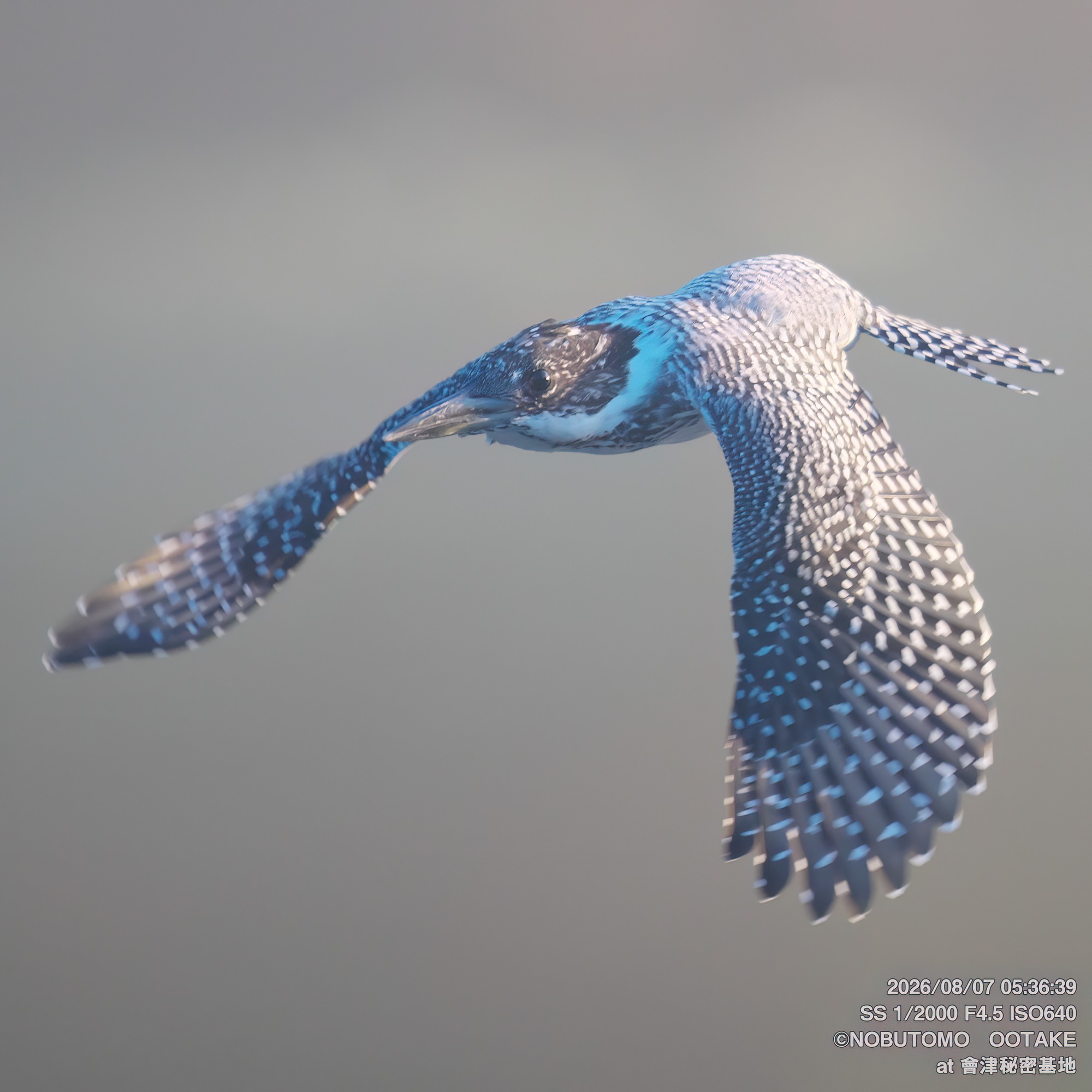 Crested Kingfisher