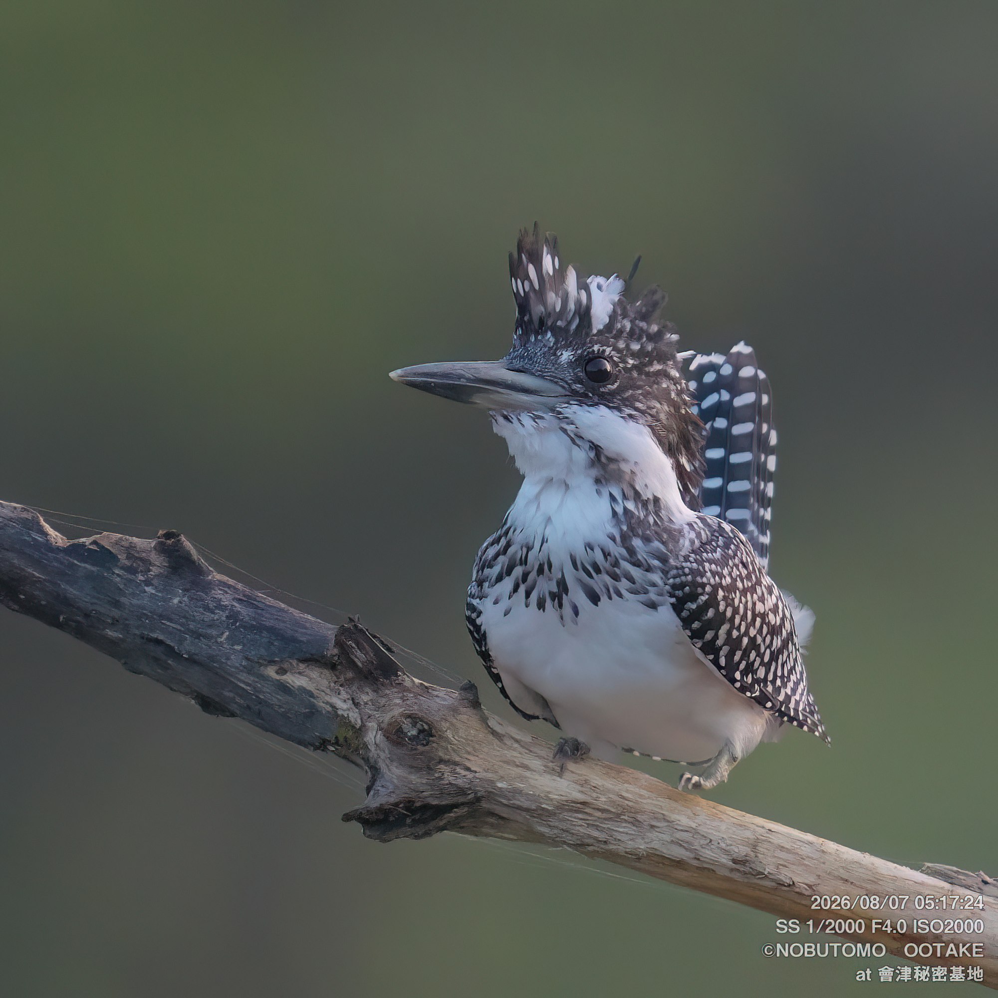 Crested Kingfisher