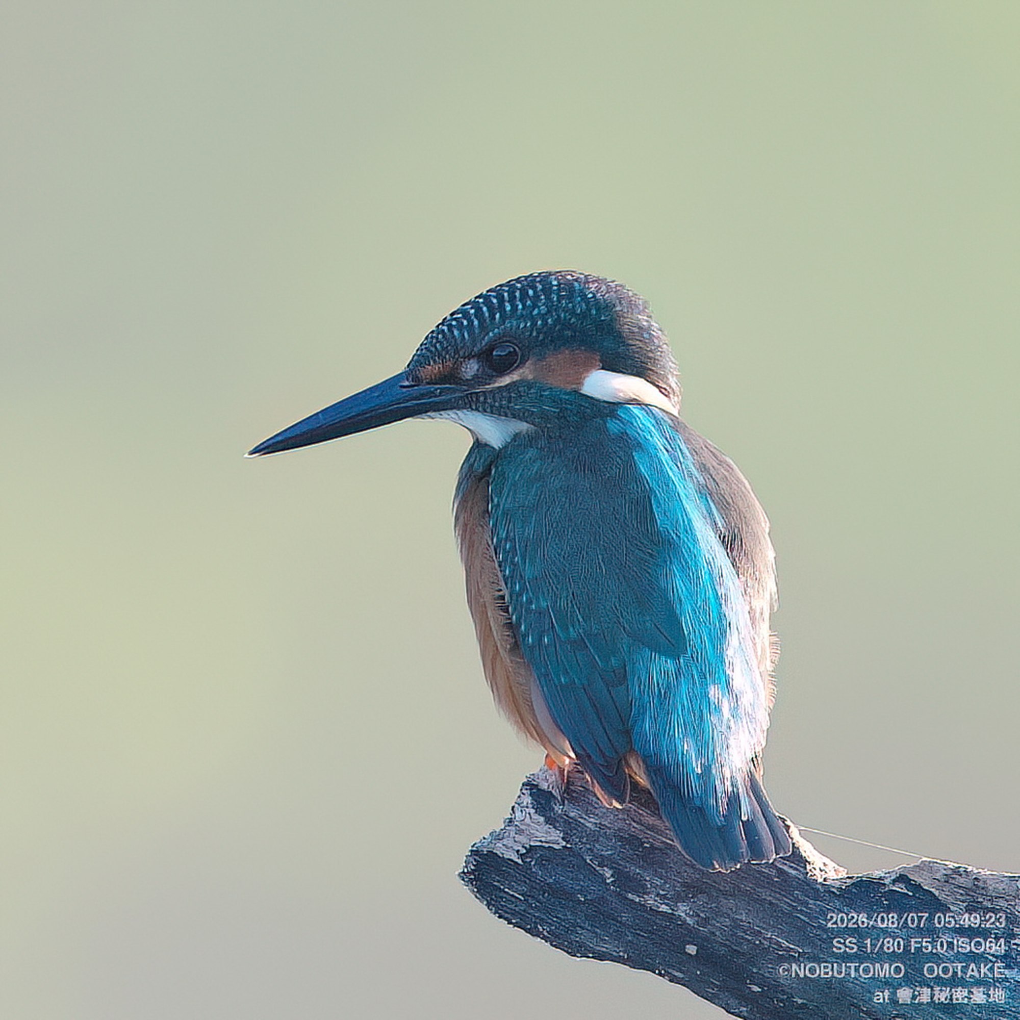 Crested Kingfisher
