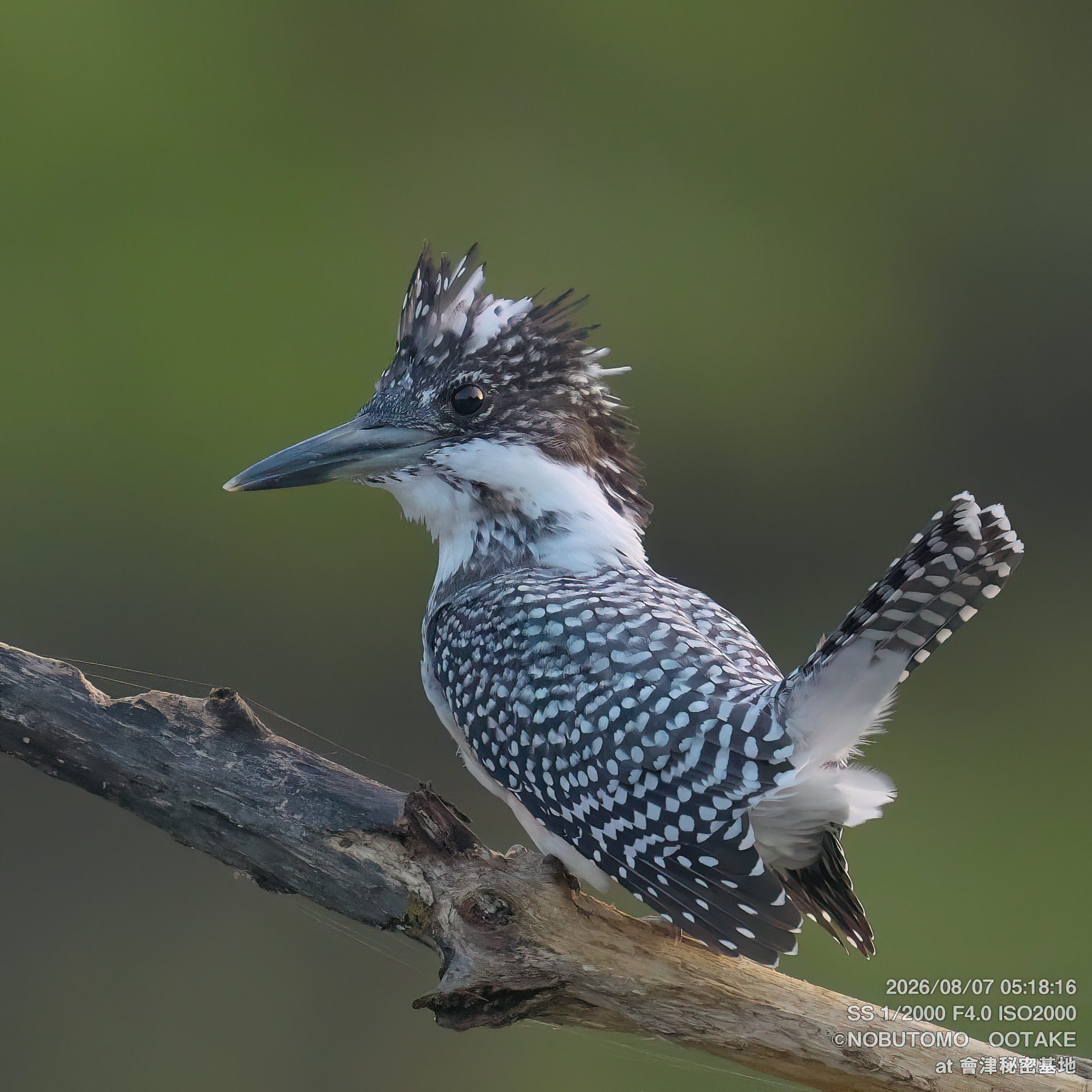 Crested Kingfisher