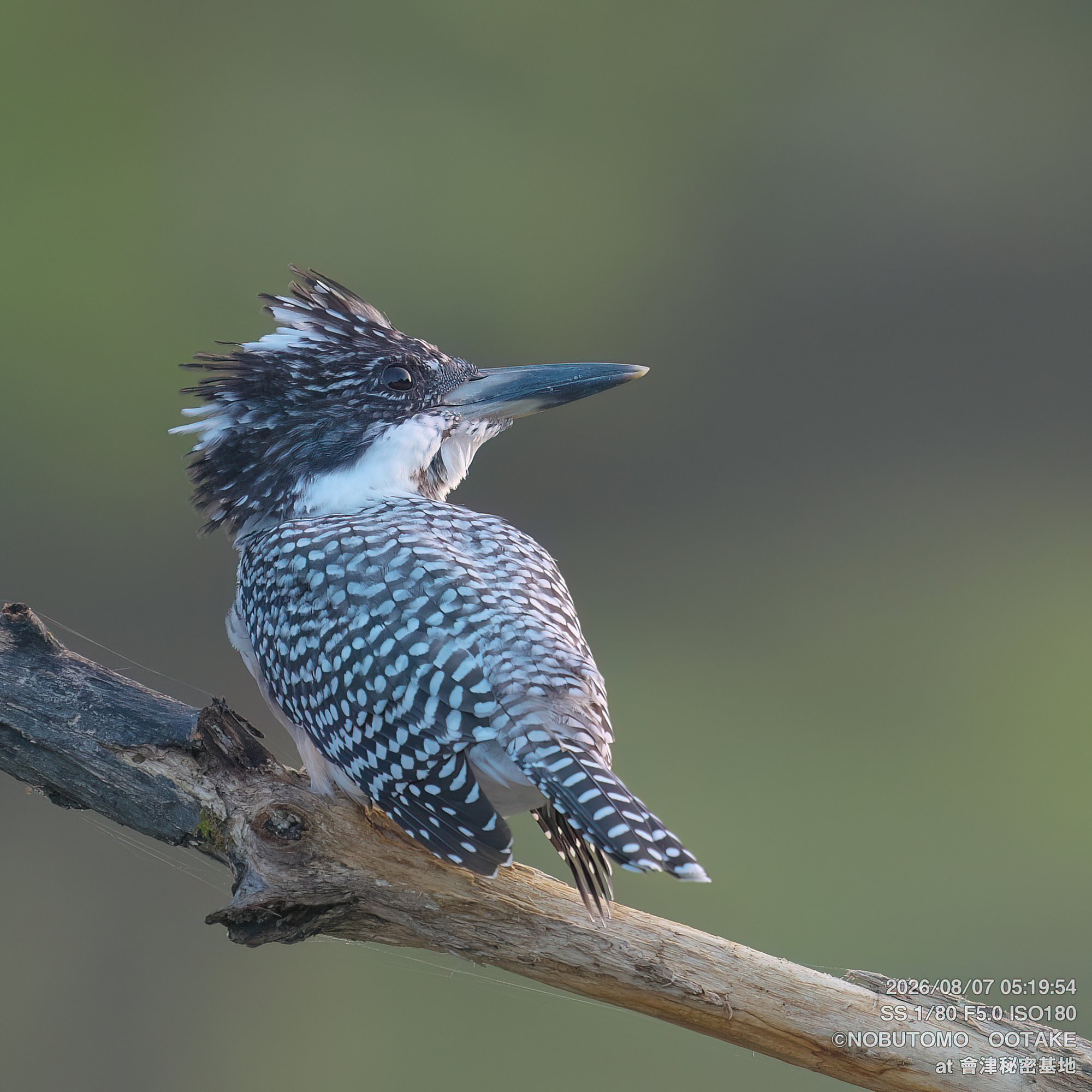 Crested Kingfisher