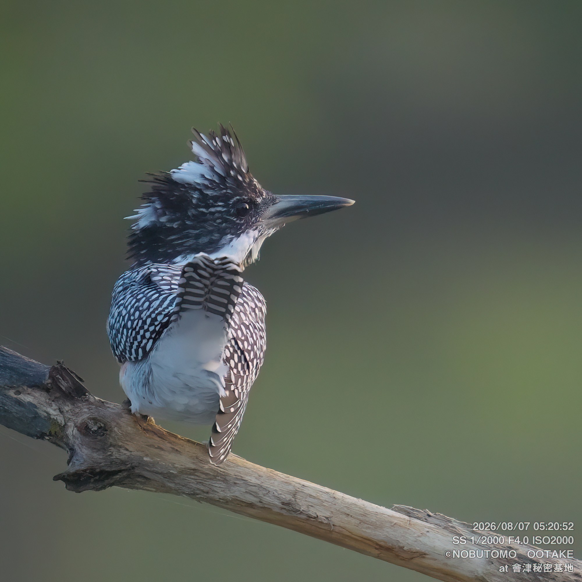 Crested Kingfisher