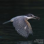 8/12のヤマセミ撮影基地レポート メスの成鳥、オスの幼鳥が飛来