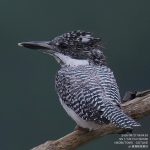 8/27のヤマセミ撮影基地レポート メスの成鳥とメスの幼鳥が飛来