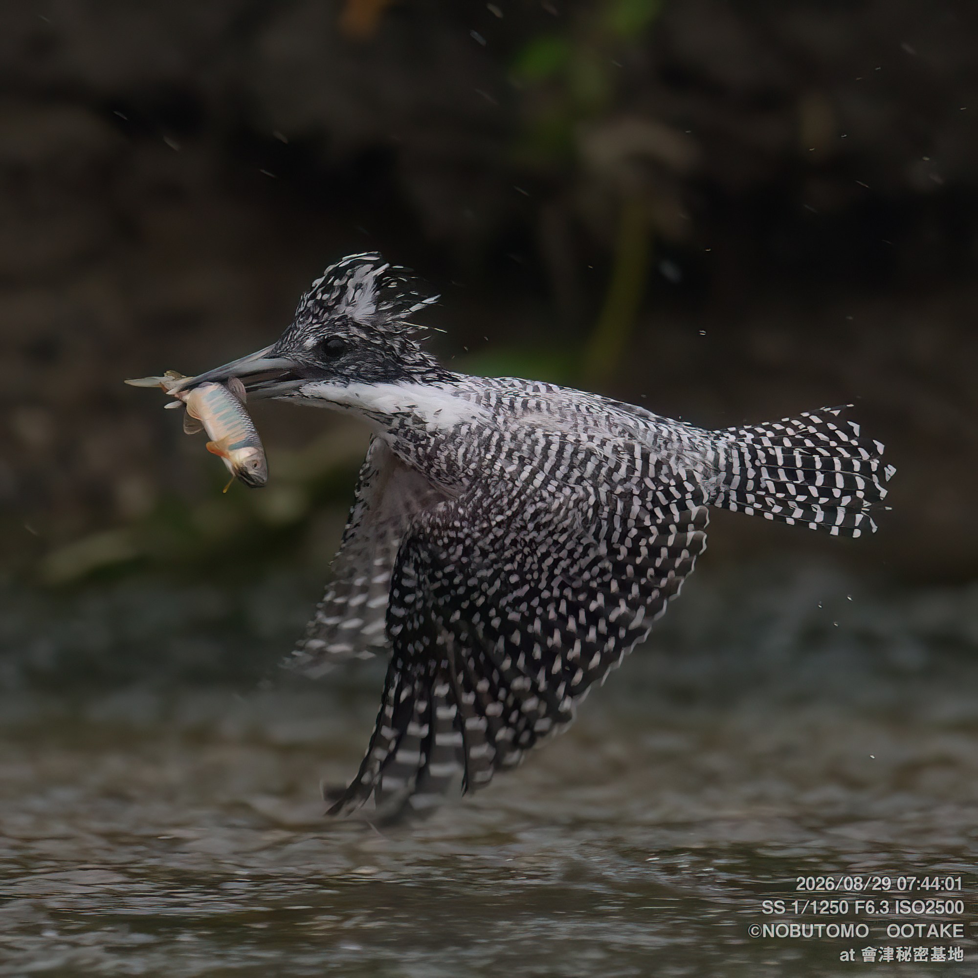 Crested Kingfisher in flight catching Pale Chub, Aizu Secret Base, rainy day