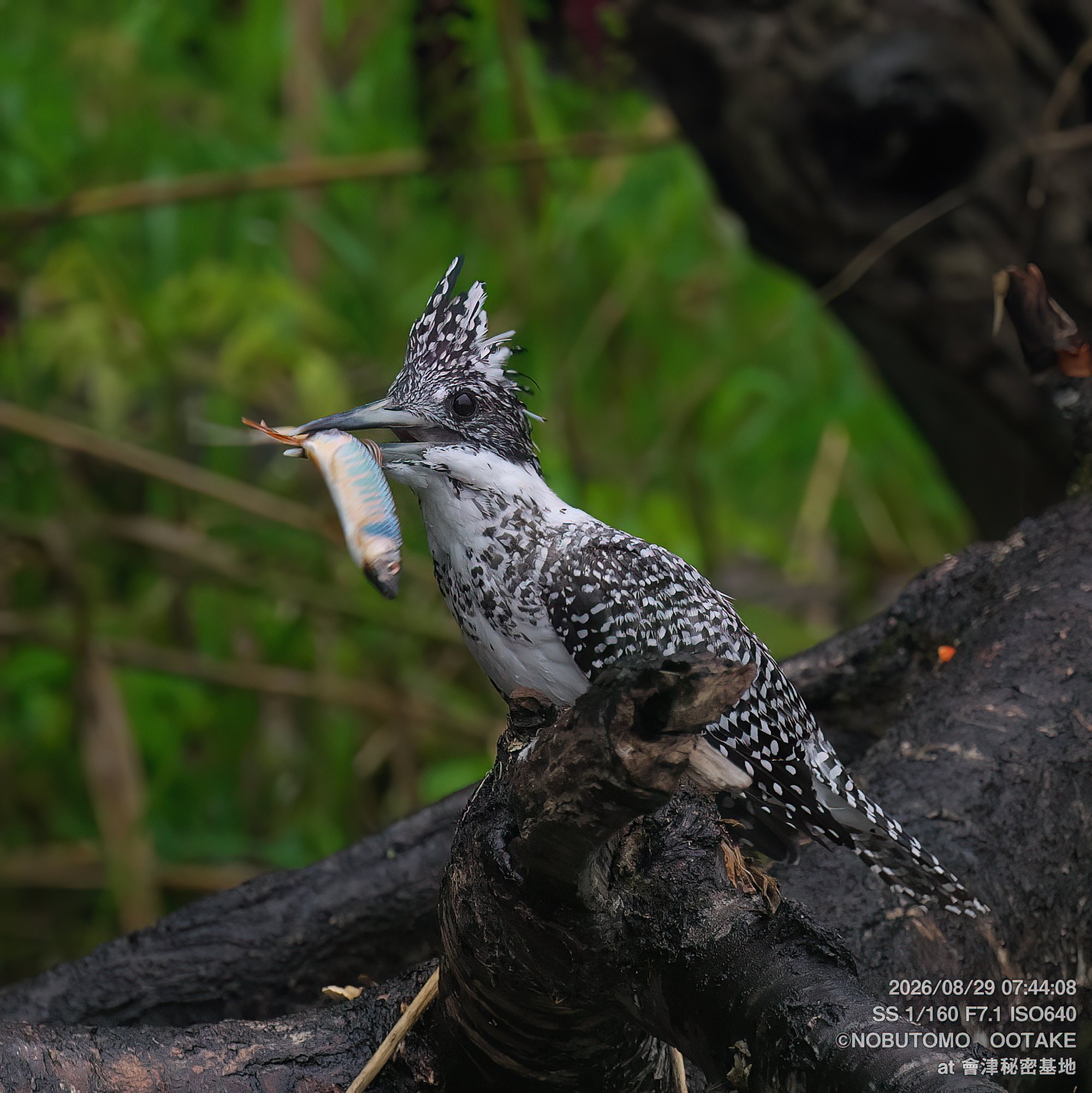 Crested Kingfisher adult female on perch with fish, Aizu Secret Base, morning
