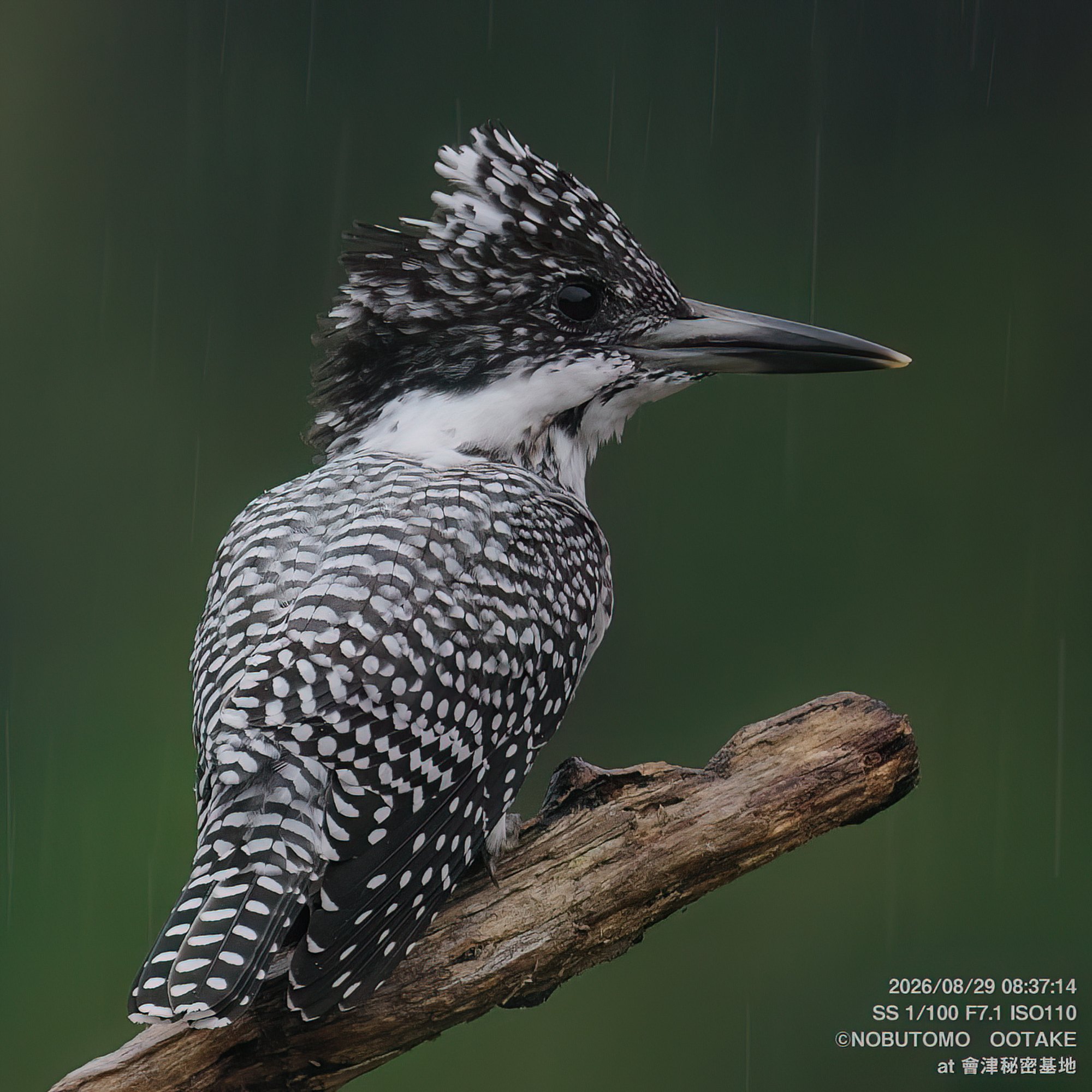 Crested Kingfisher, Aizu Secret Base