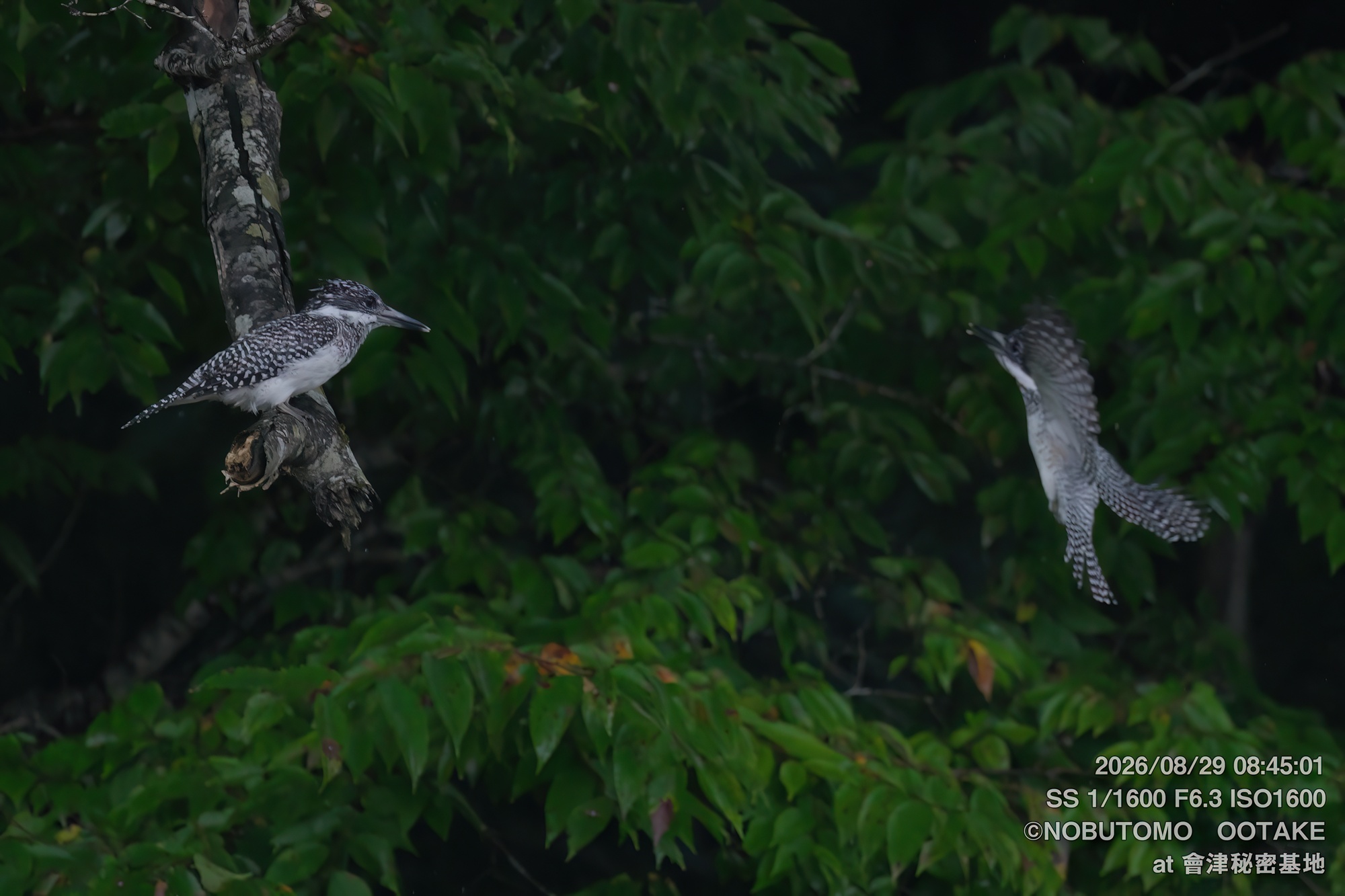Crested Kingfisher juvenile male and adult female, two birds in flight, Aizu Secret Base