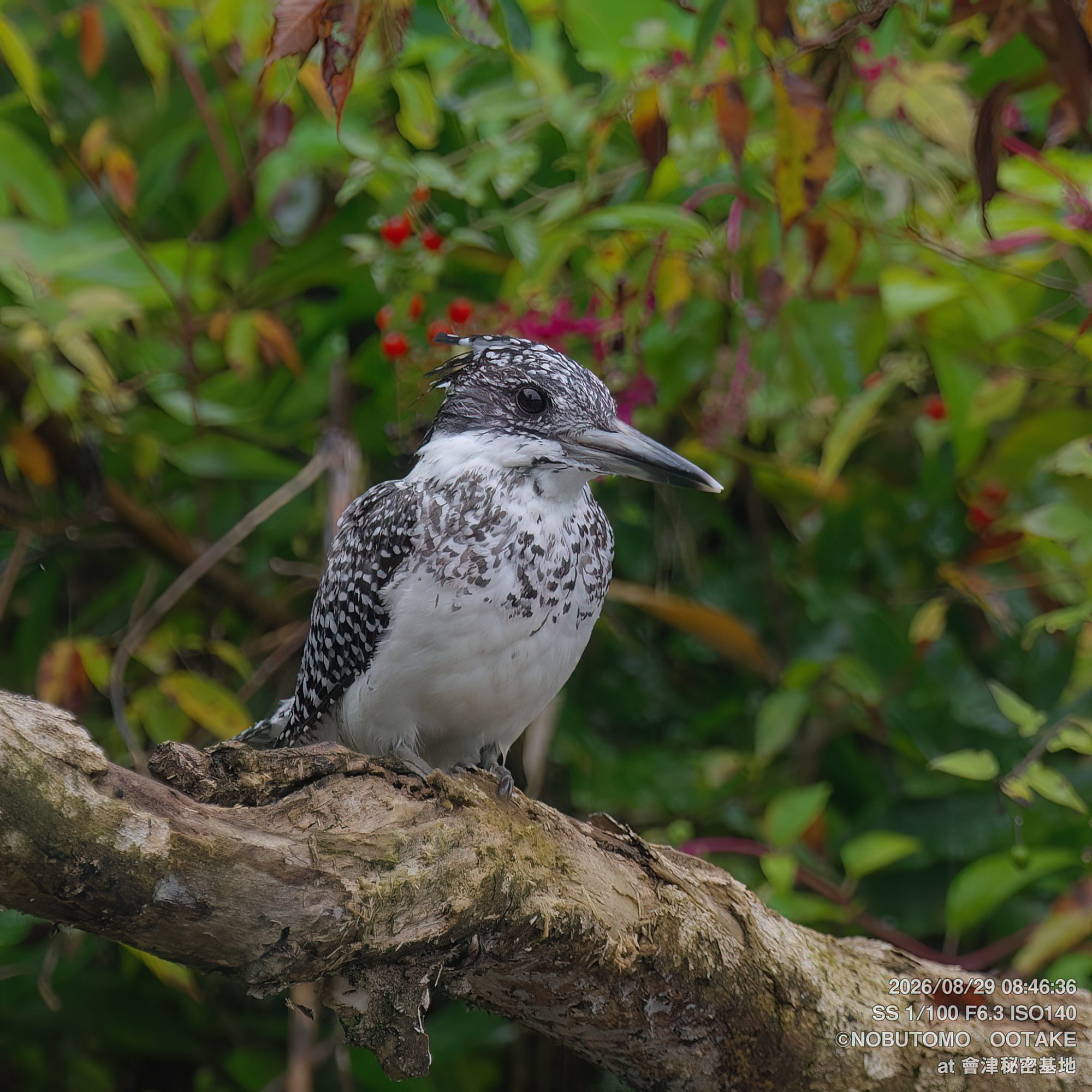 Crested Kingfisher adult female on perch with fish, Aizu Secret Base, morning