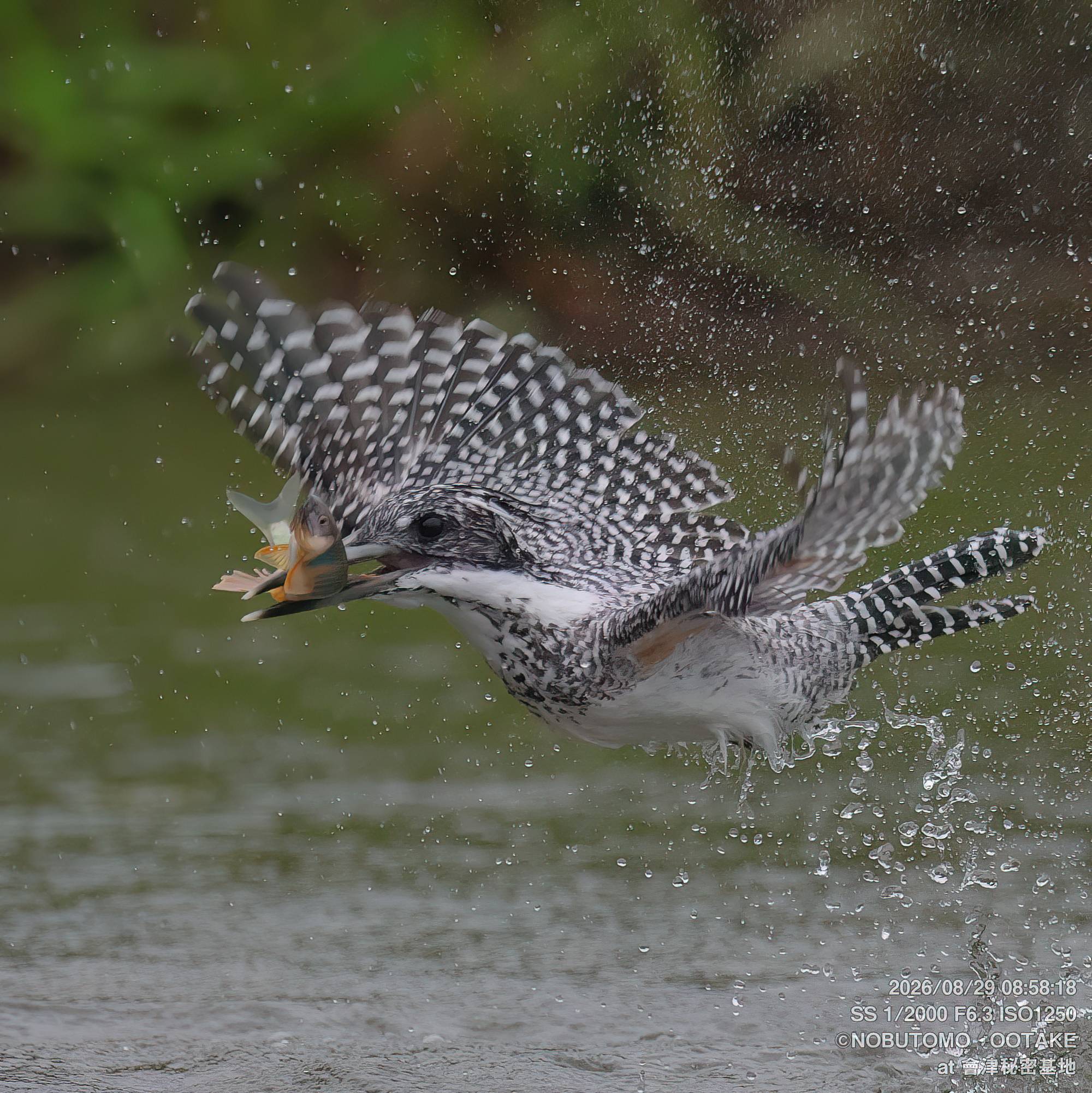 Crested Kingfisher hunting breeding color Pale Chub on water surface, Aizu