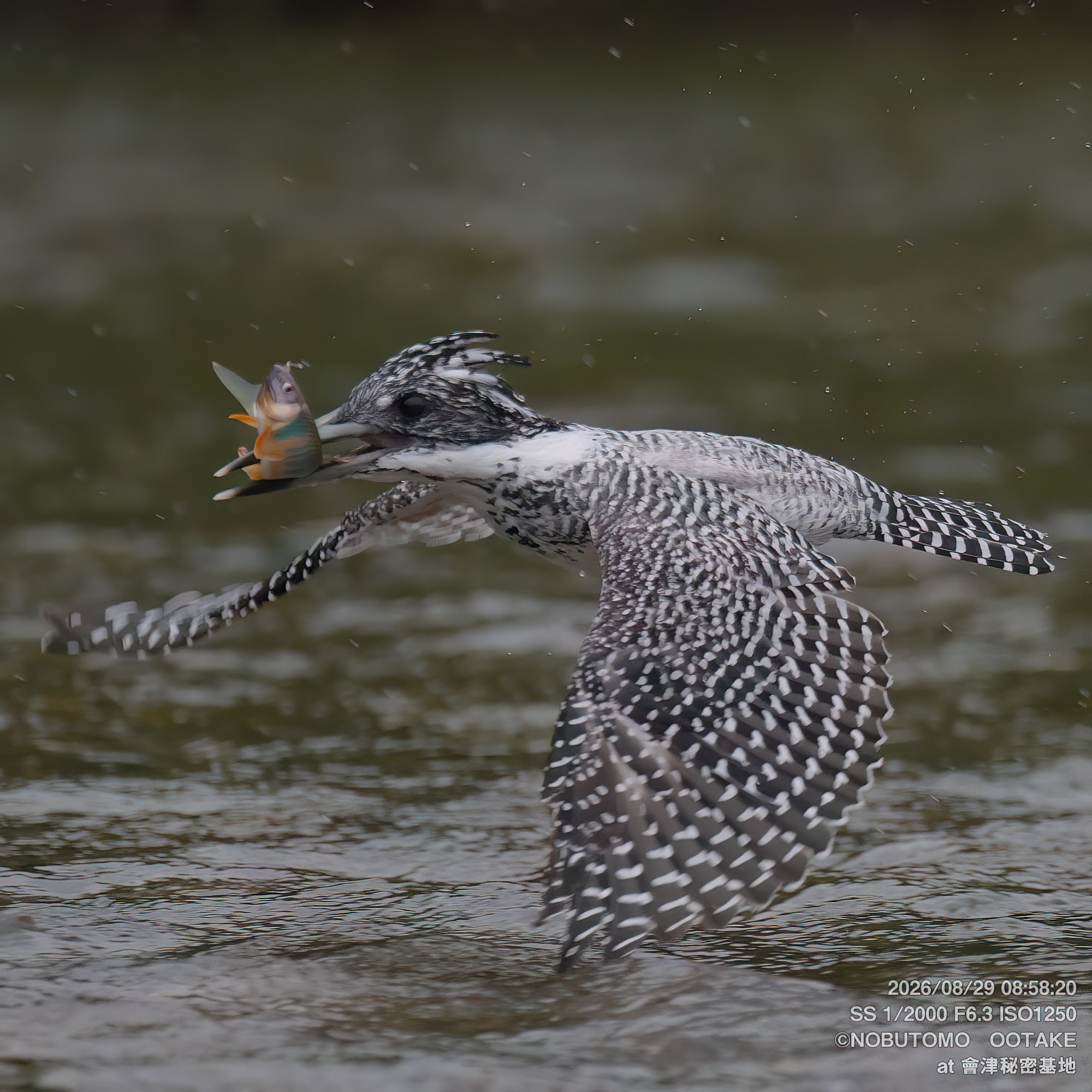 Crested Kingfisher in flight carrying Pale Chub, Aizu Secret Base