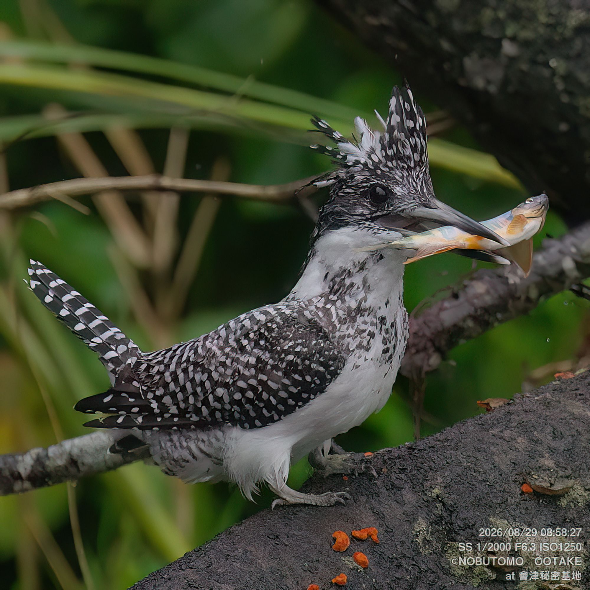 Crested Kingfisher in flight, green background, Aizu Secret Base, August 2026