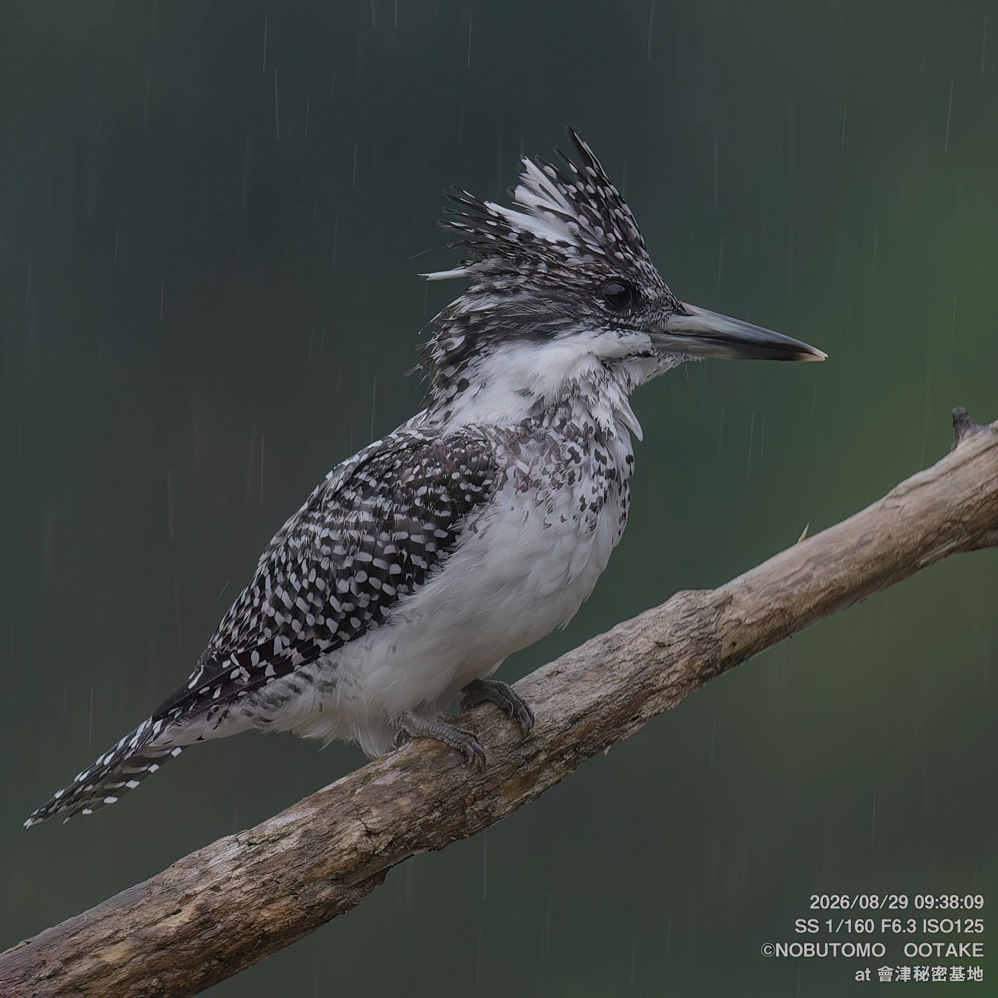 Crested Kingfisher adult female perching, front view, Aizu Secret Base, August 29 2026