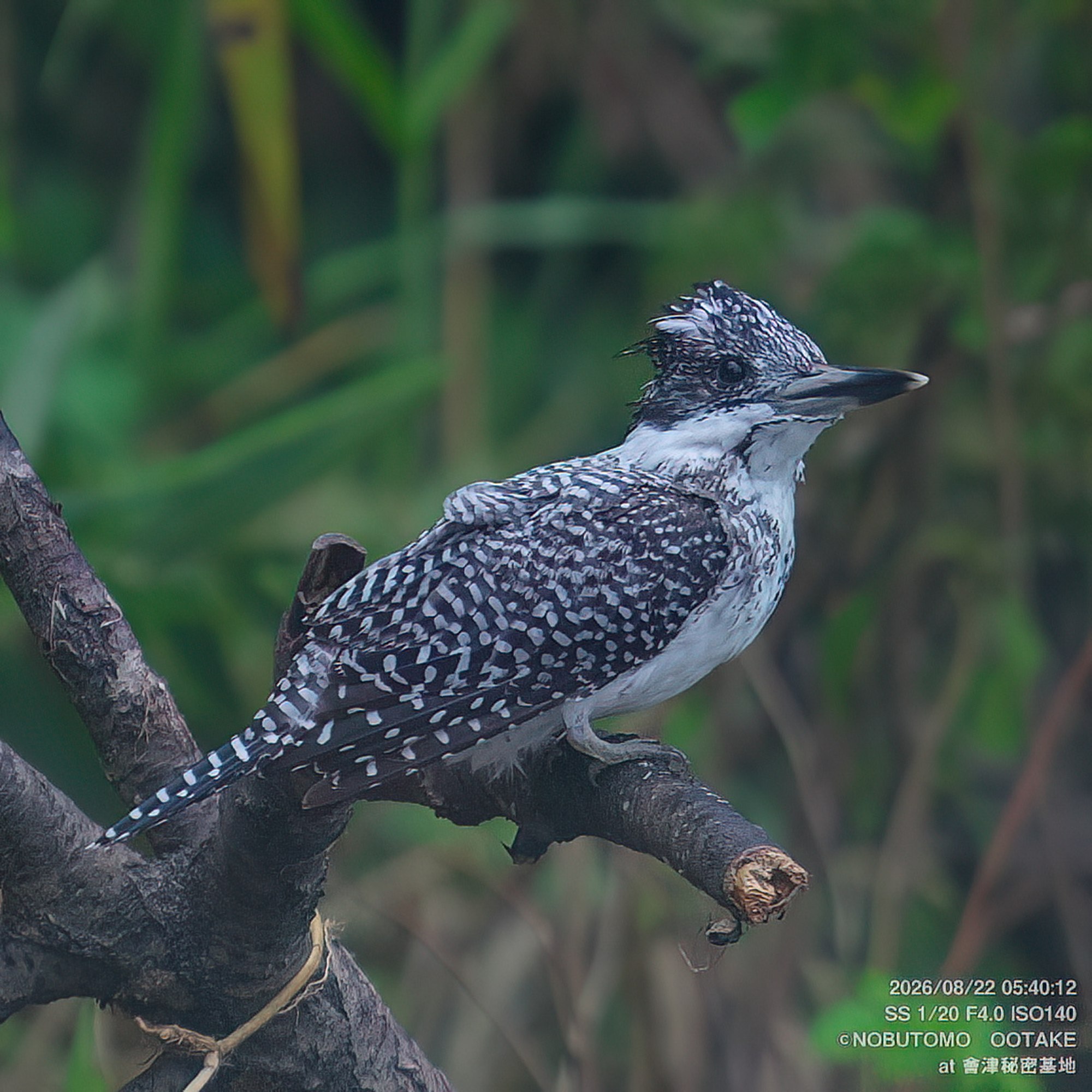 Crested Kingfisher