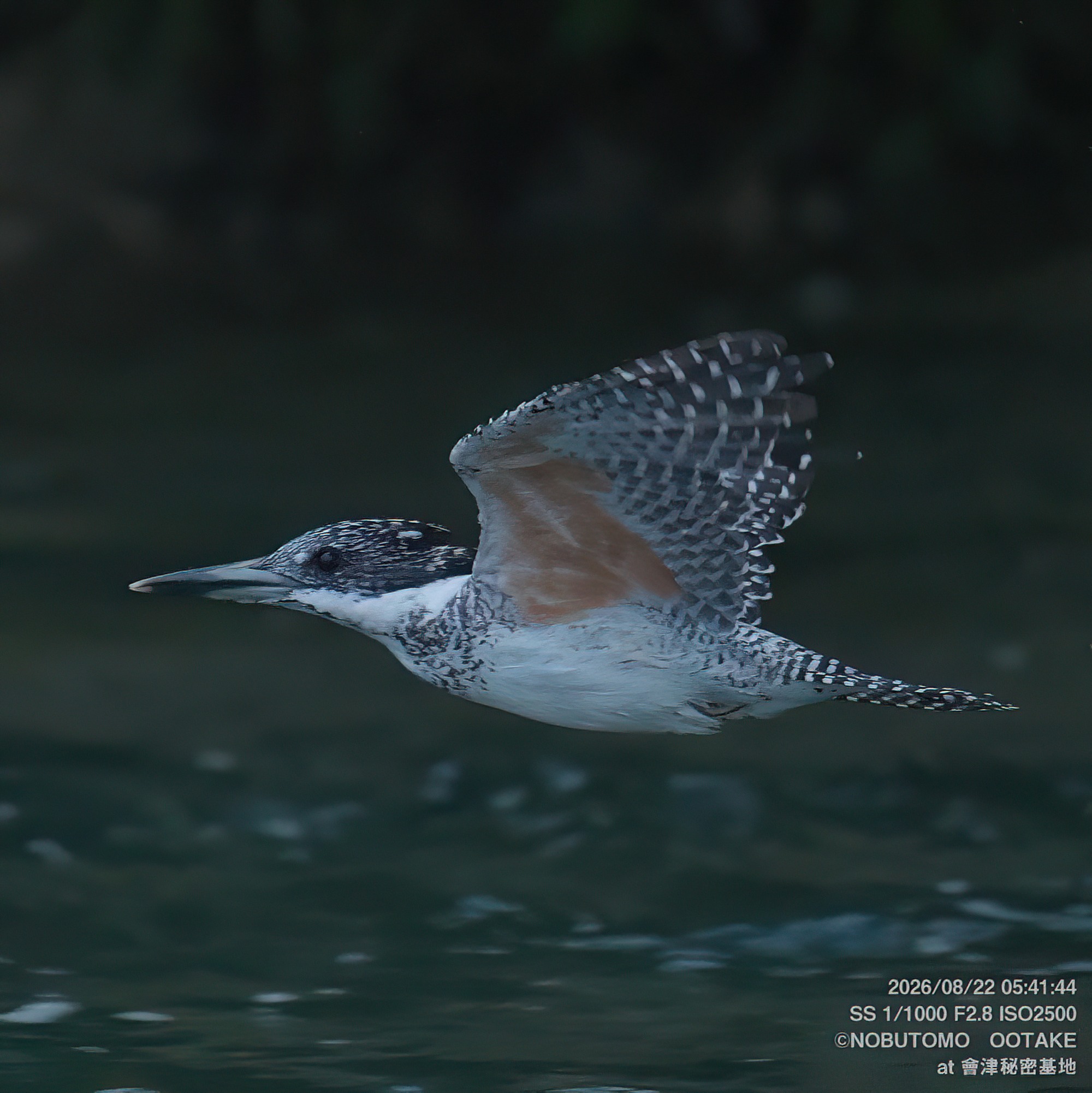 Crested Kingfisher
