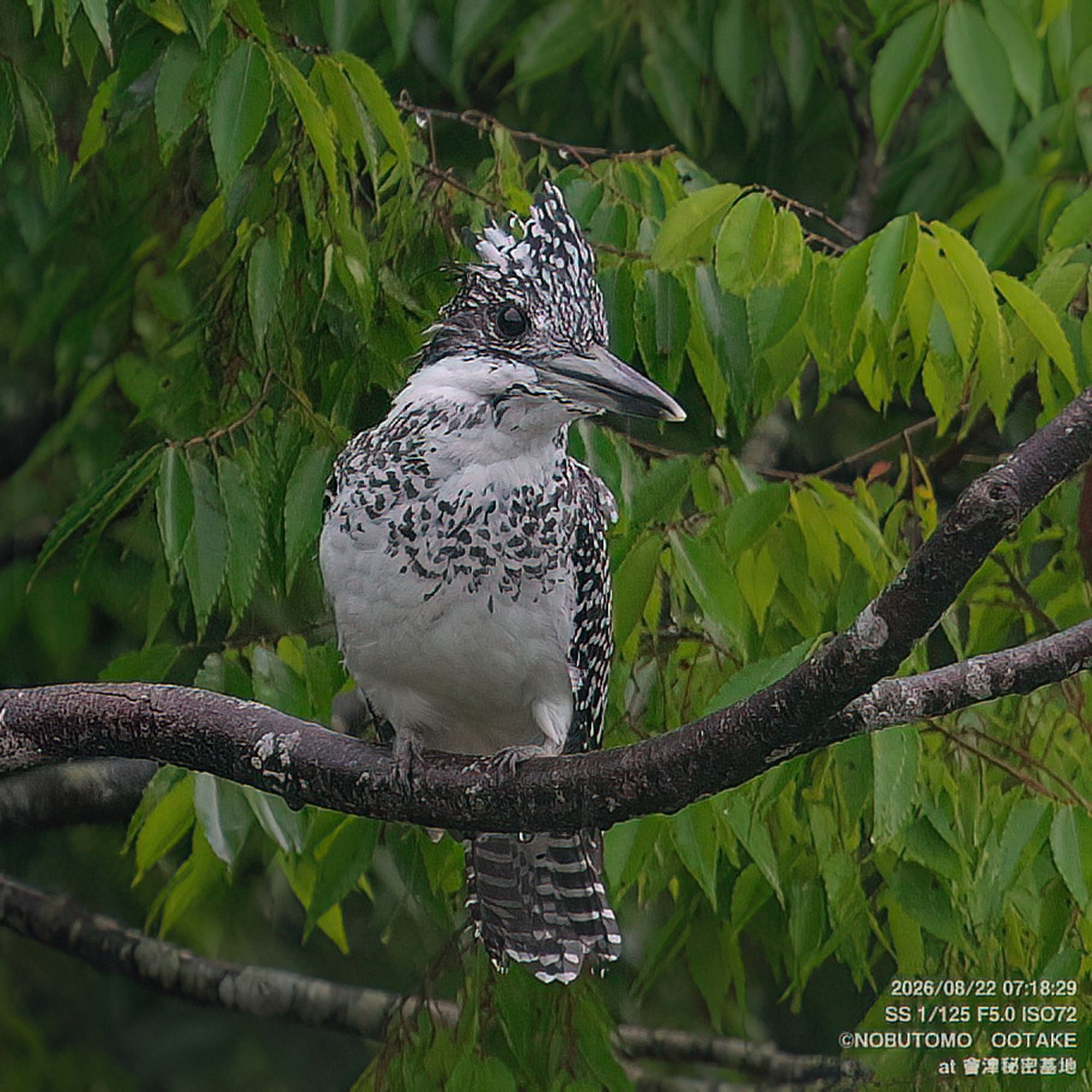 Crested Kingfisher