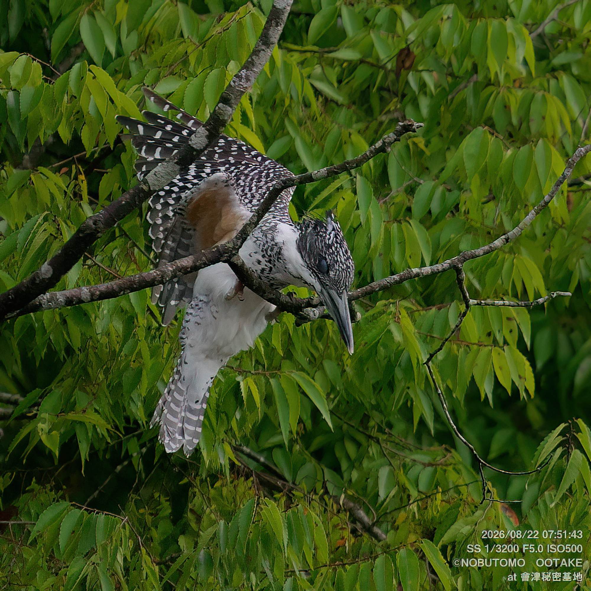 Crested Kingfisher