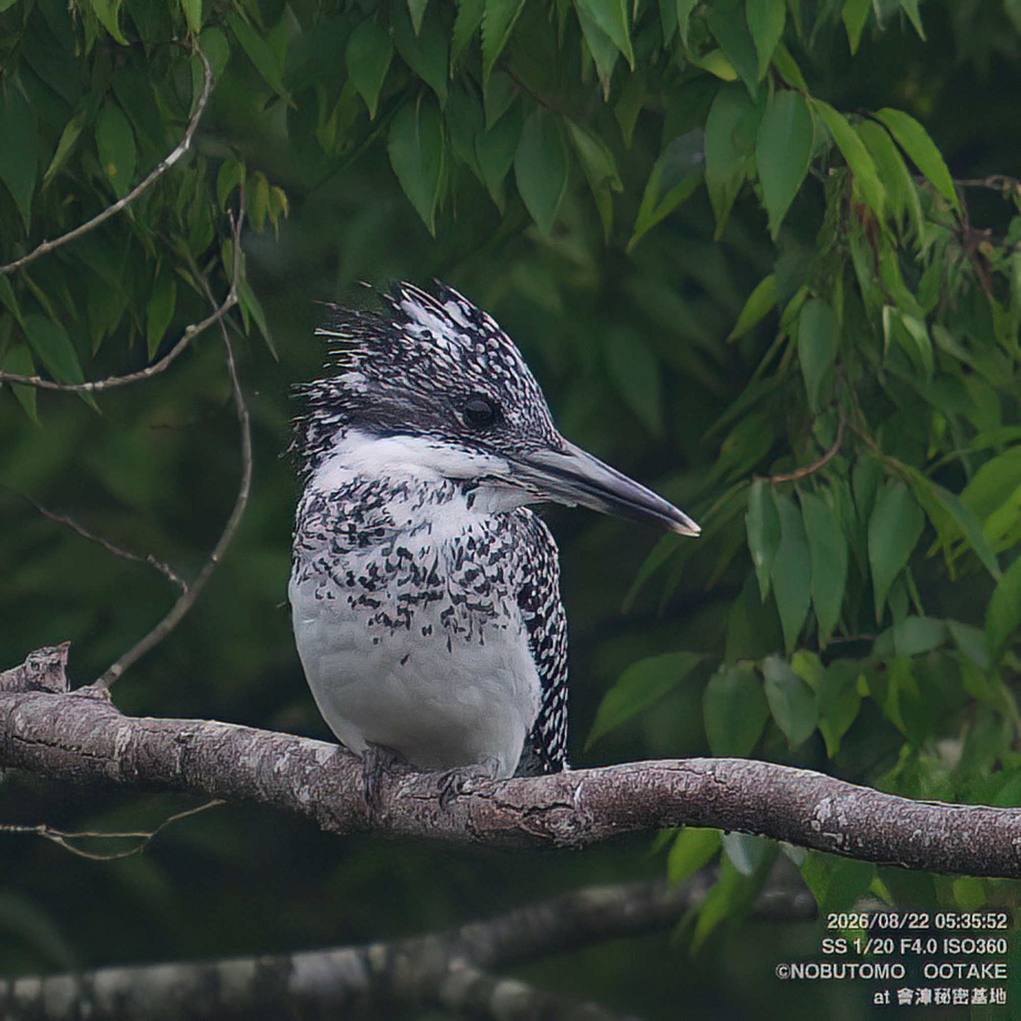 Crested Kingfisher