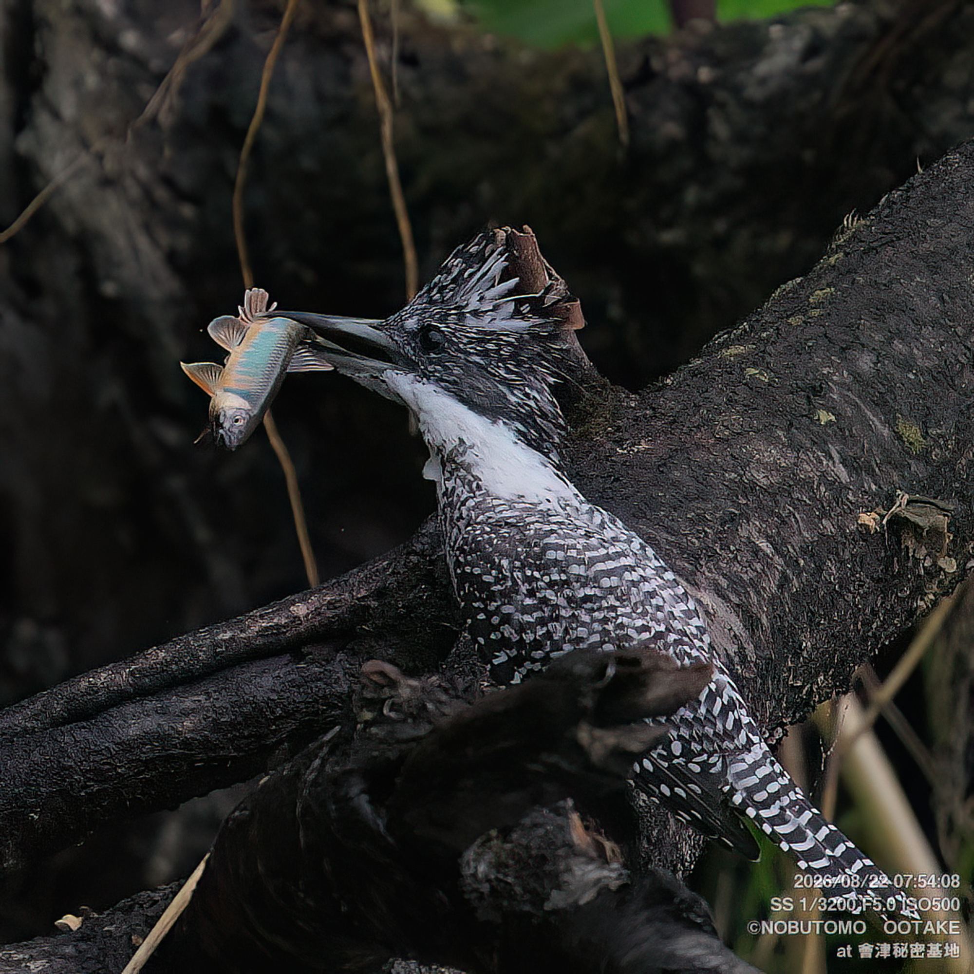 Crested Kingfisher