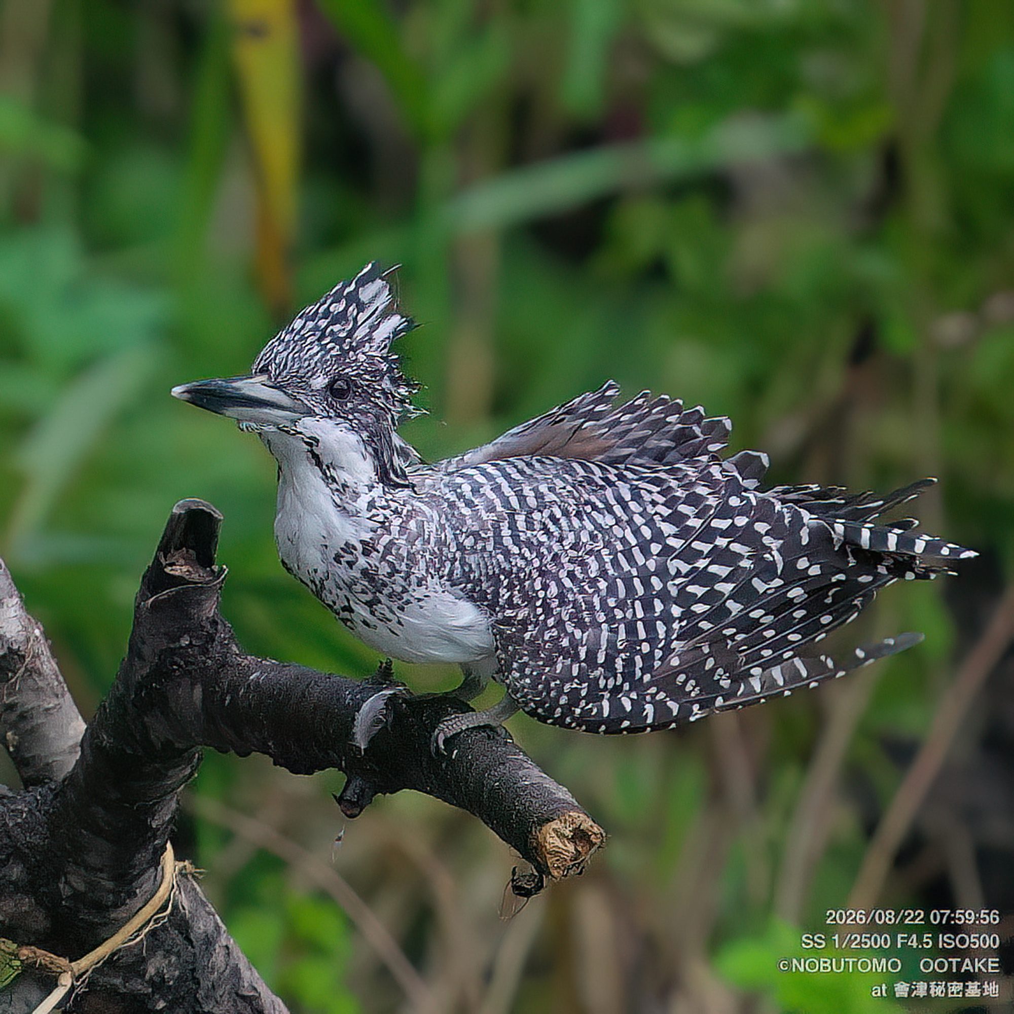 Crested Kingfisher