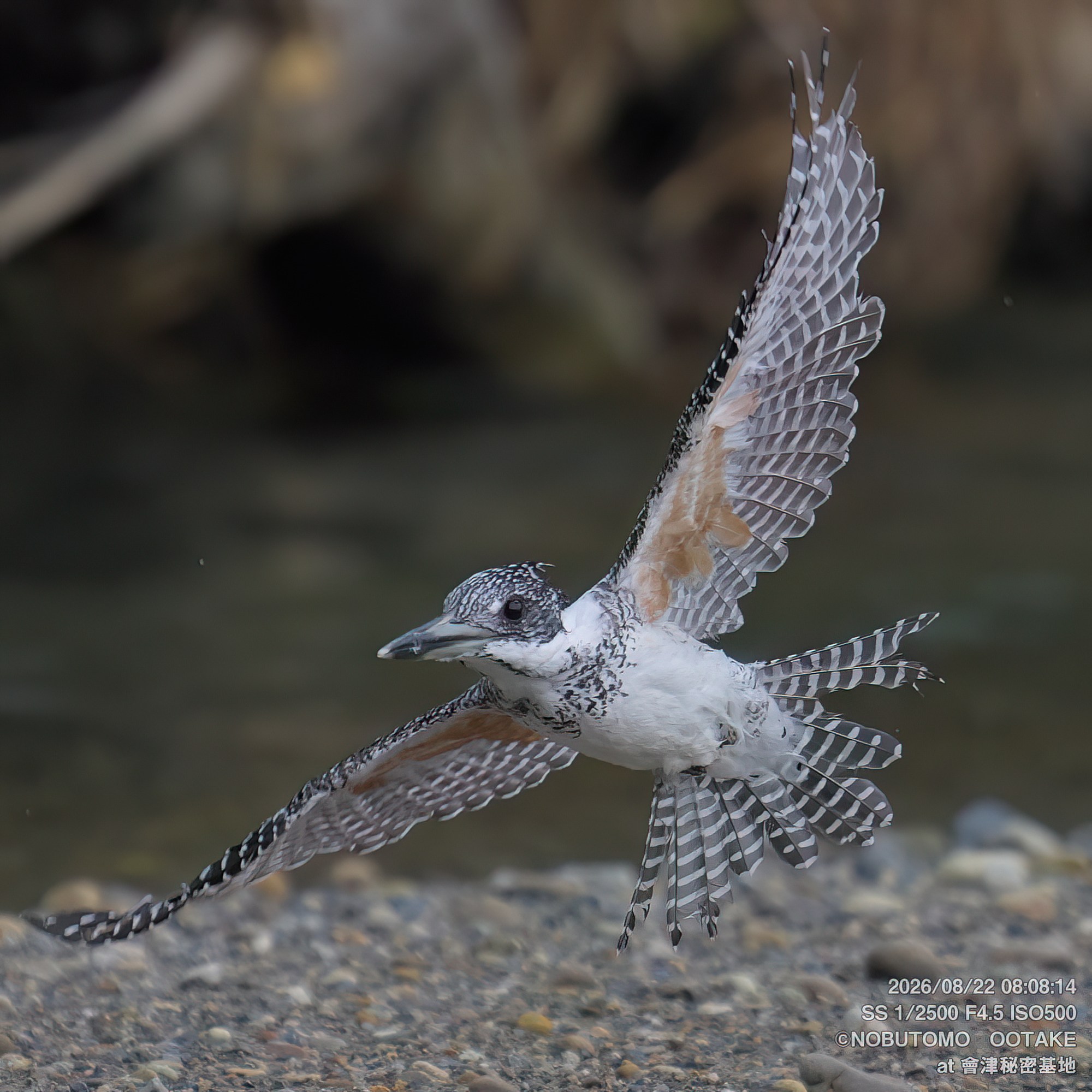 Crested Kingfisher