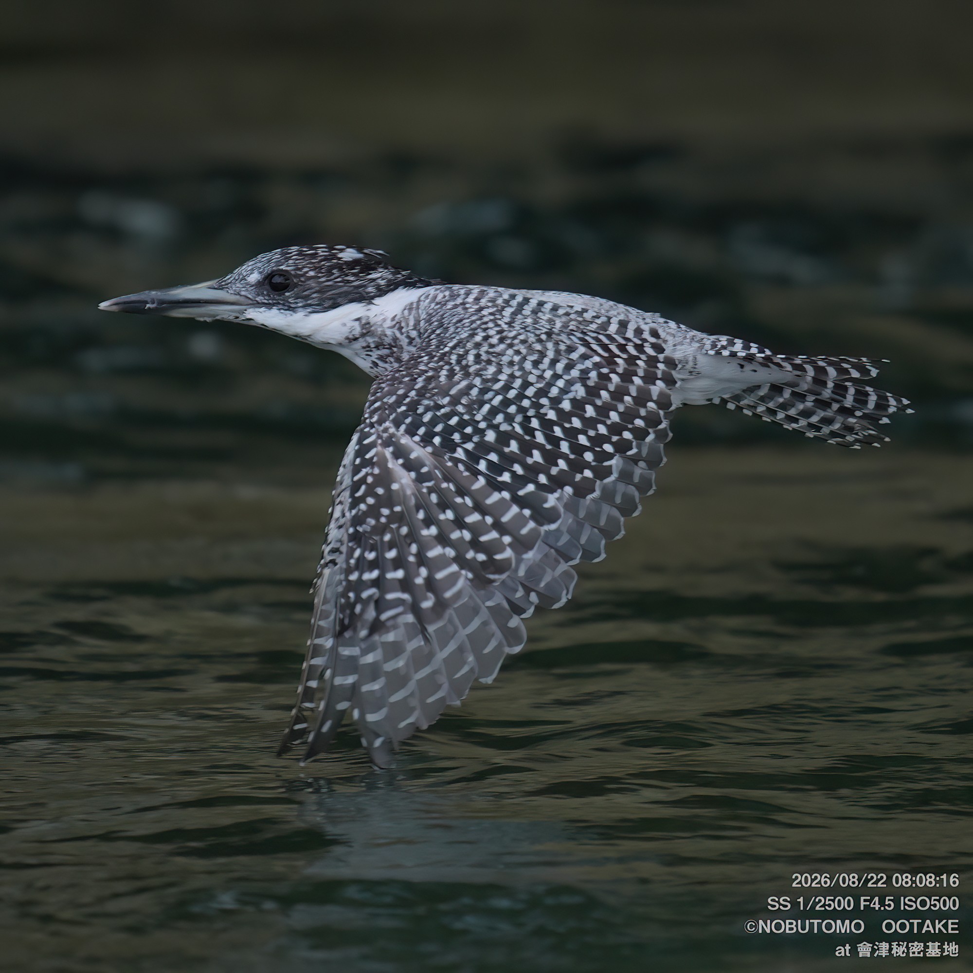 Crested Kingfisher